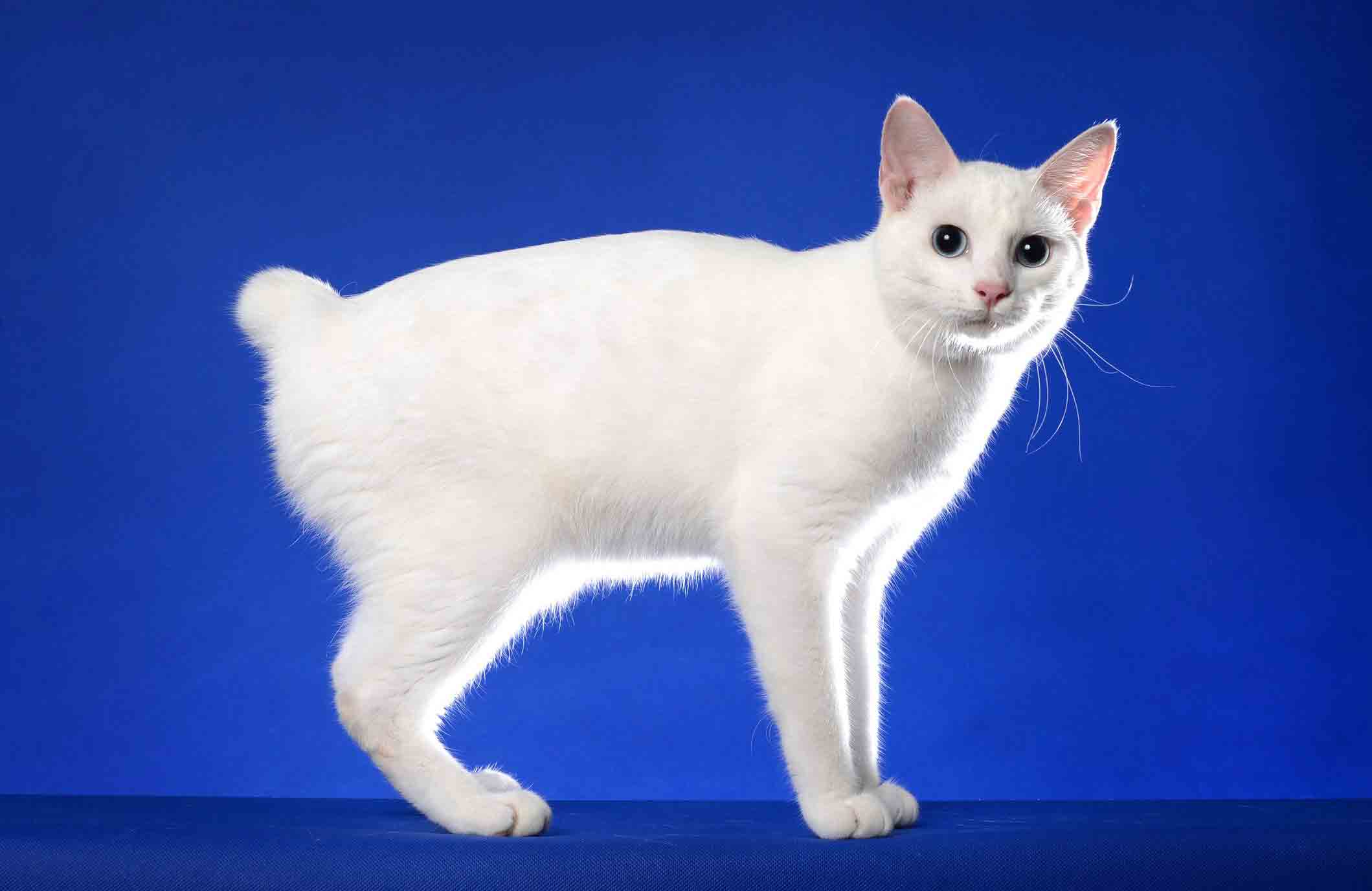 6. Japanese bobtail