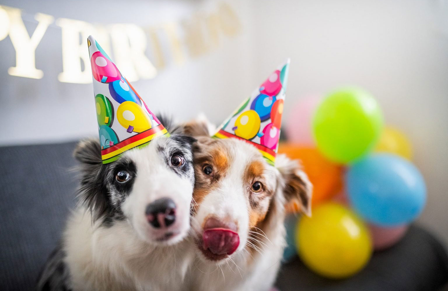 One dog year equals seven human years