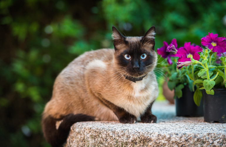7. Siamese