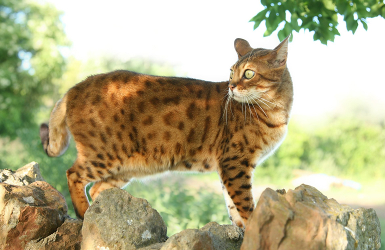 8. Bengal