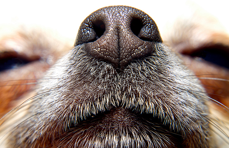 A warm and dry nose means your dog is sick