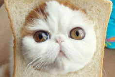 10 greatest cats of the internet
