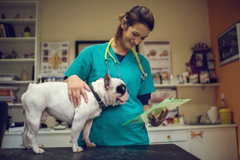 Always spay or neuter at a young age