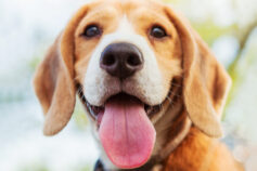 19 common ‘facts’ about dogs that are actually false