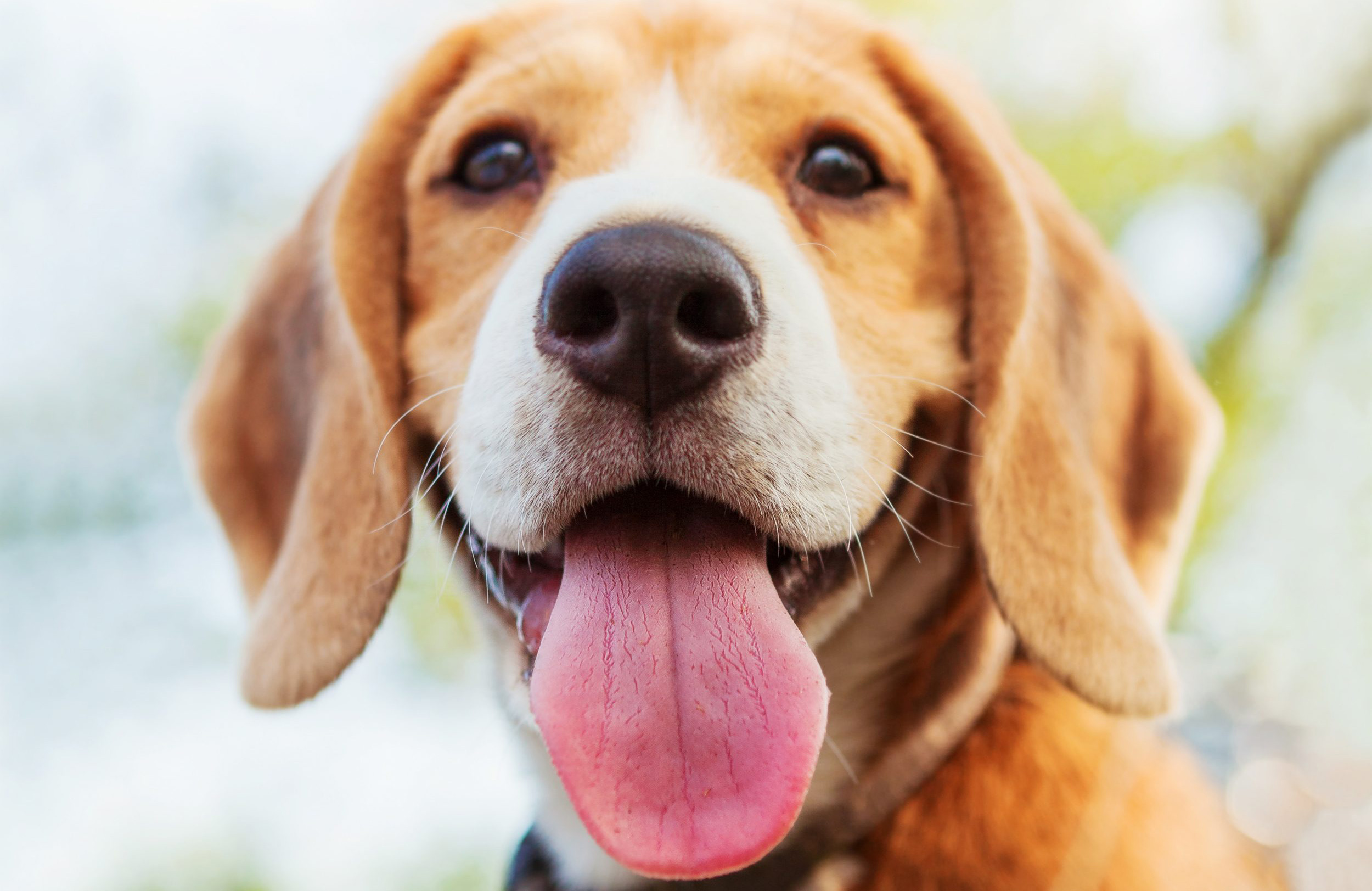 A dog’s mouth is cleaner than a human’s