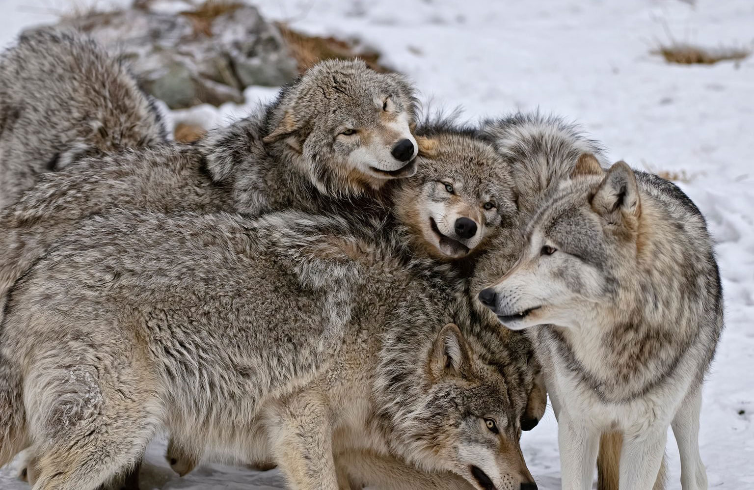 Dogs evolved from wolves and should eat like them