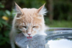 13 ways to help your pet live longer