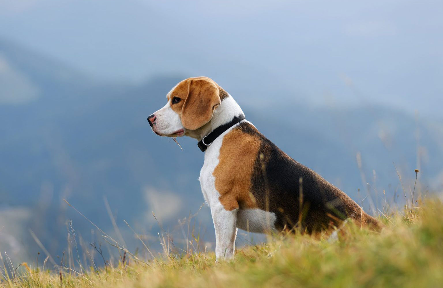 Beagle