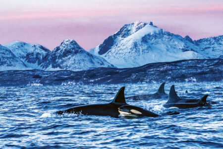 Swimming with orcas