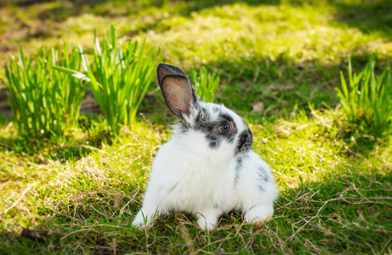 A bunny at my door