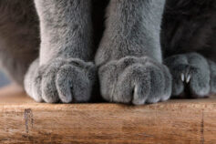 Why do cats knead? An explanation of this weird habit
