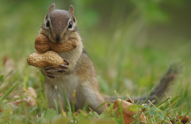 Sounds a bit squirrelly