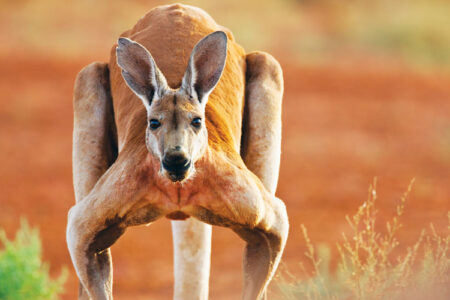 When kangaroos attack
