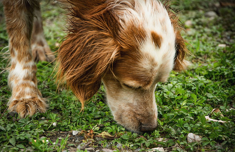 Do: Let your dog sniff around