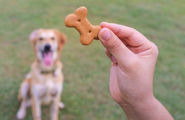 Do: Use positive reinforcement