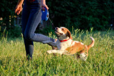 Vets share their 5 best tips for safer dog walks – and 5 things never to do