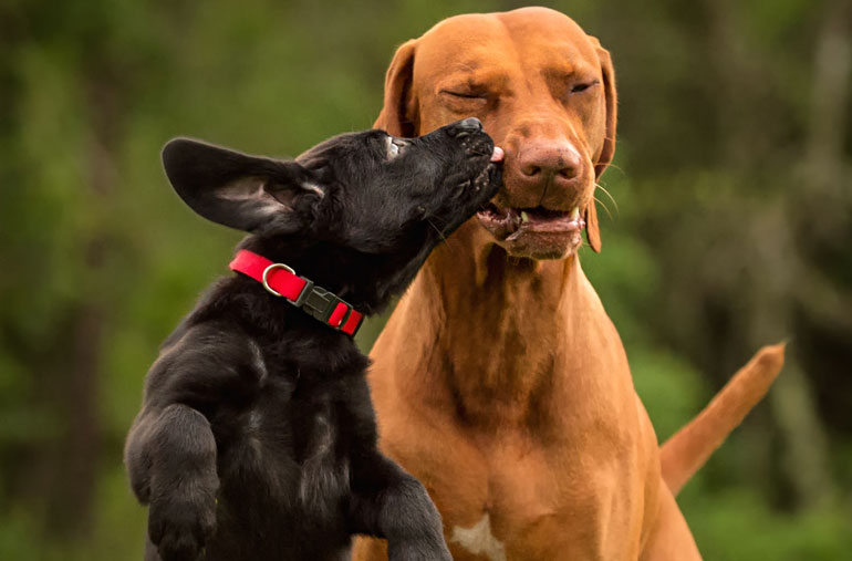 Don’t: Approach other dogs without permission