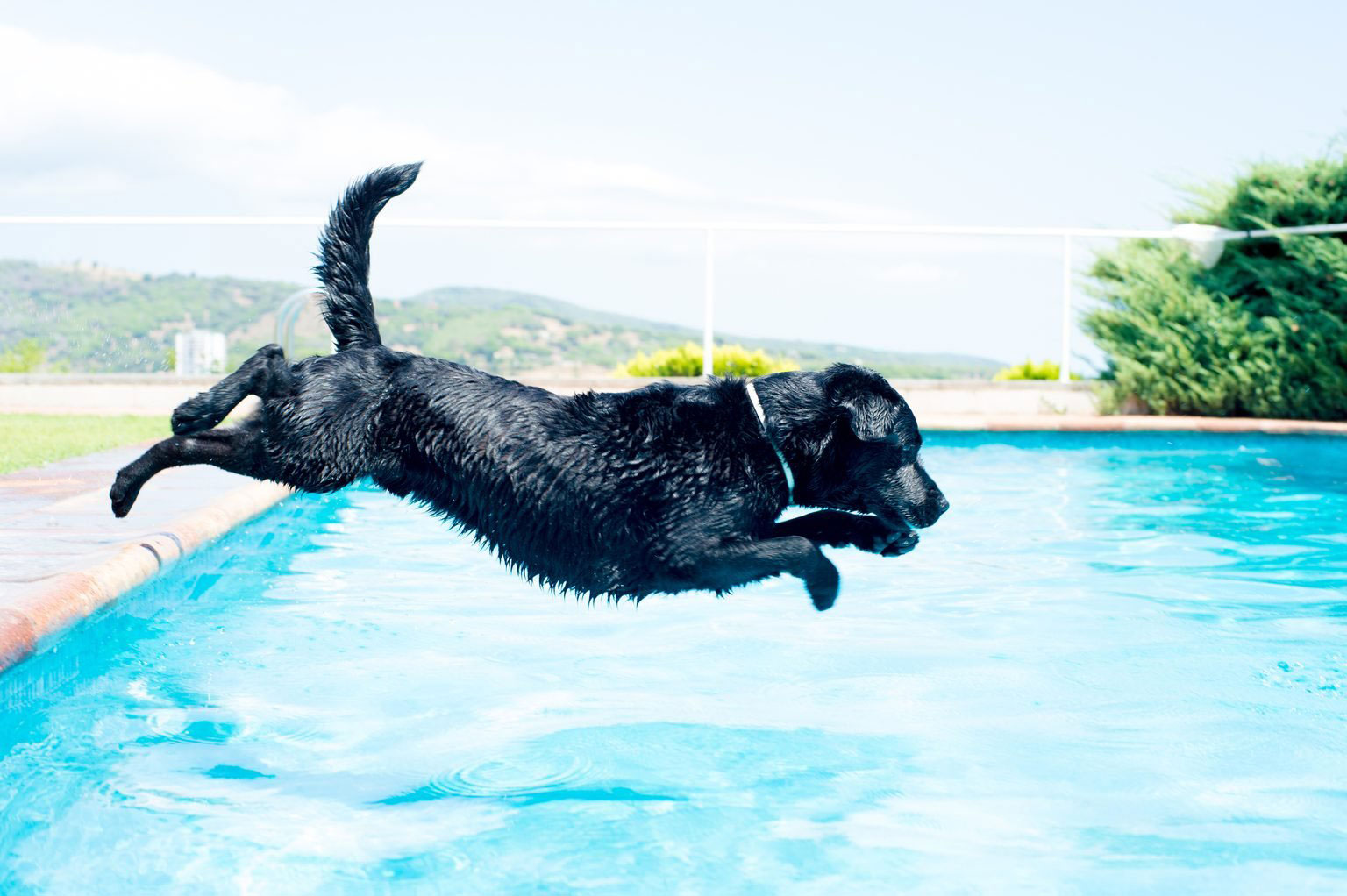 Which dogs are natural swimmers?