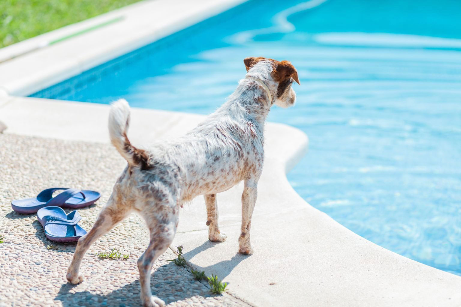 Can all dogs swim?