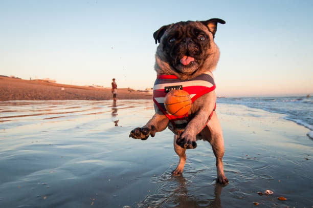 Which dogs can’t swim?