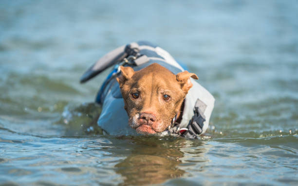 How to teach your dog to swim