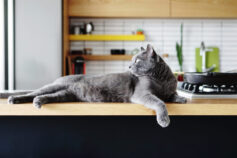 6 reasons cats need some indoor rules