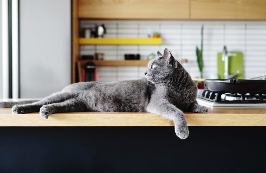 Kitty cat behaviours