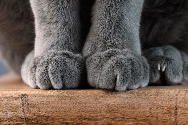 Can you train a cat to not be on your counters?