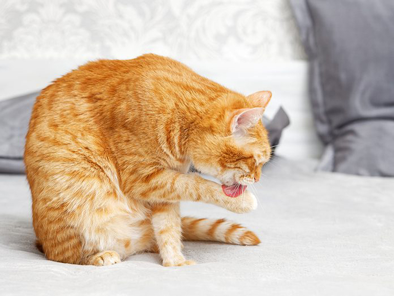 Redirect the cat’s attention