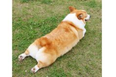 corgi dog splooting