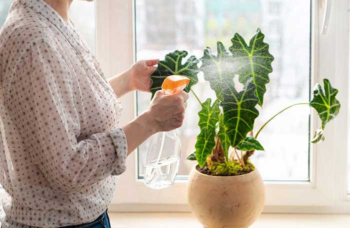 Water your plants