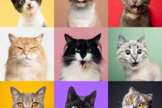 New study: cats have 276 facial expressions