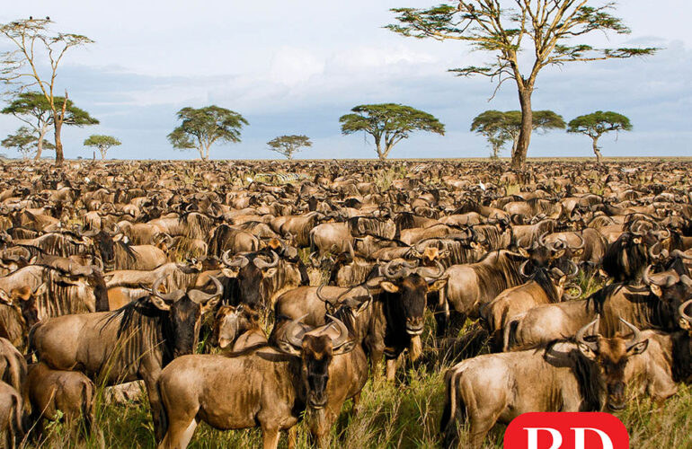 The Great Wildebeest Migration