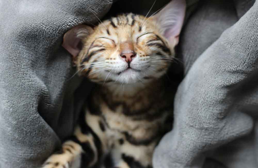How do cats purr?