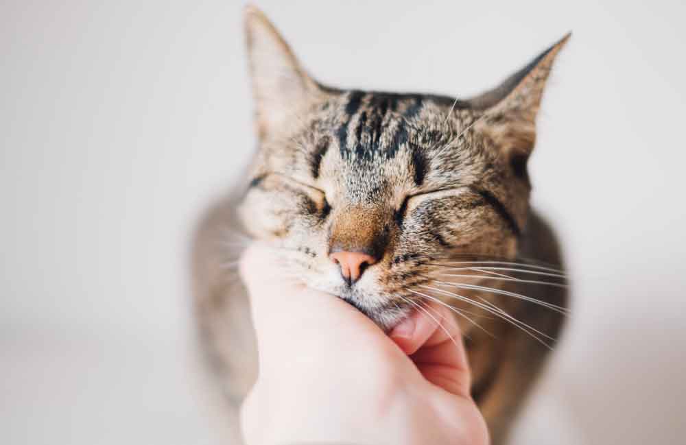 Why do cats purr?