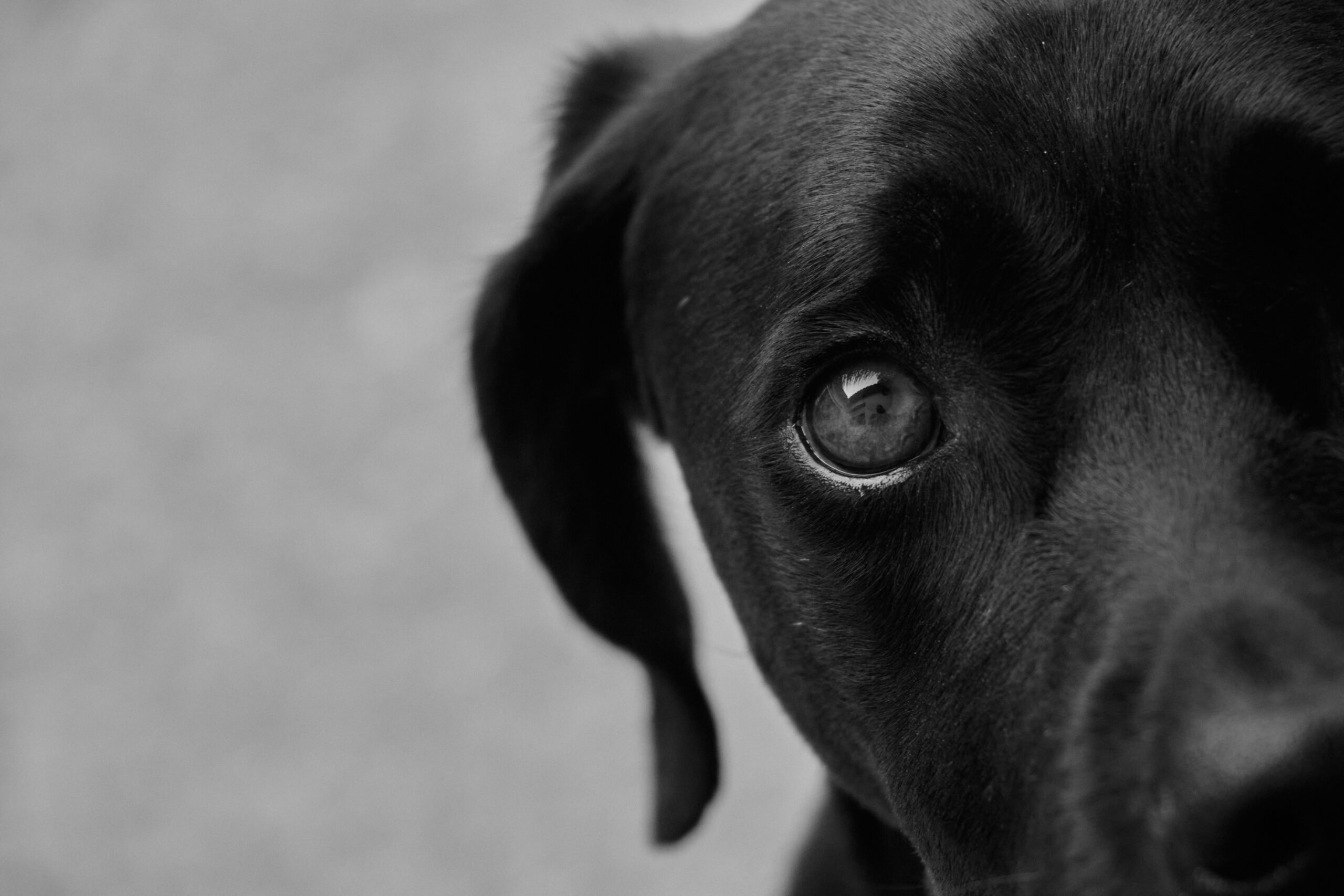 Their eyes are built for the dark