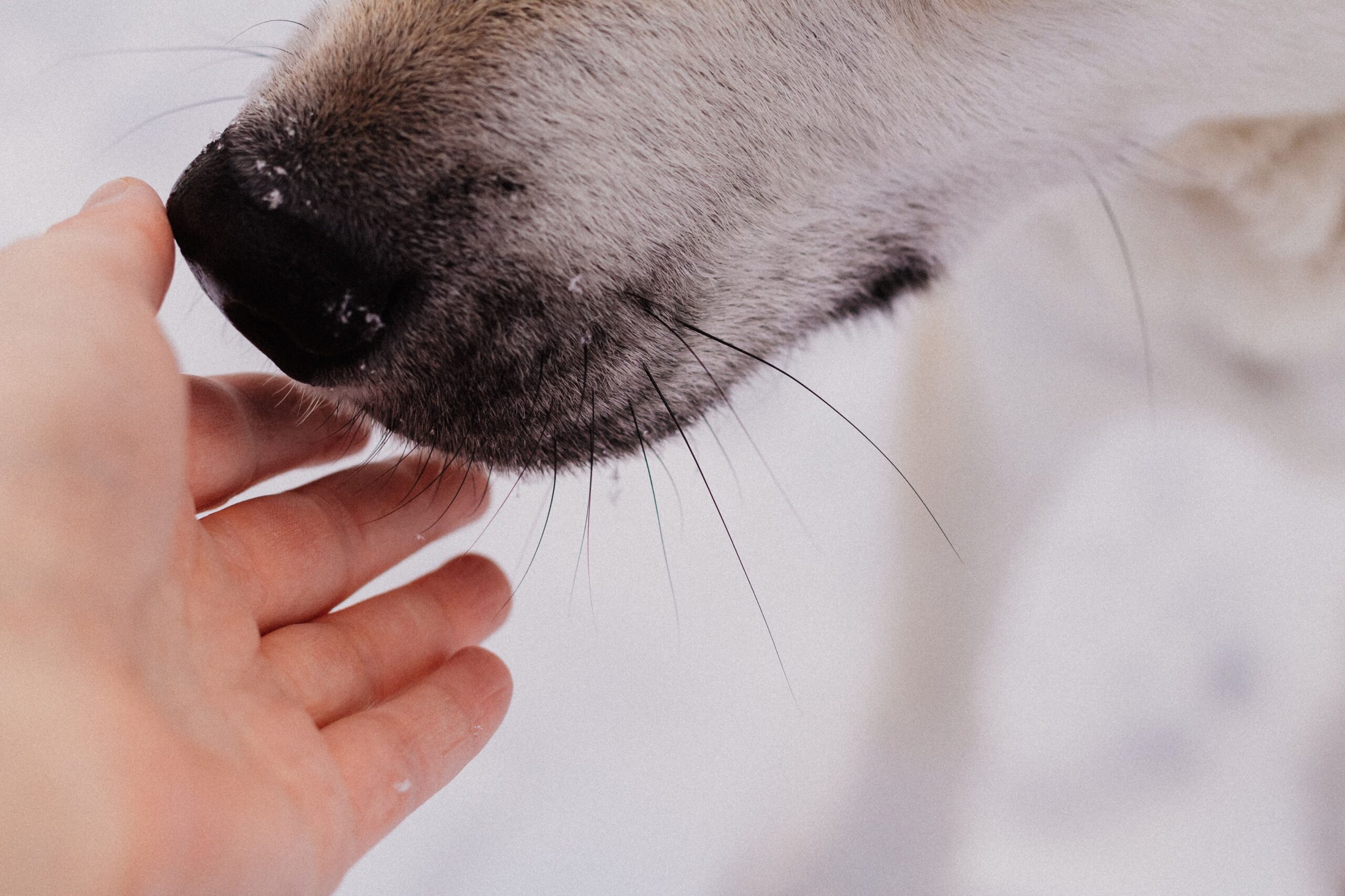 Some can be trained to smell cancer