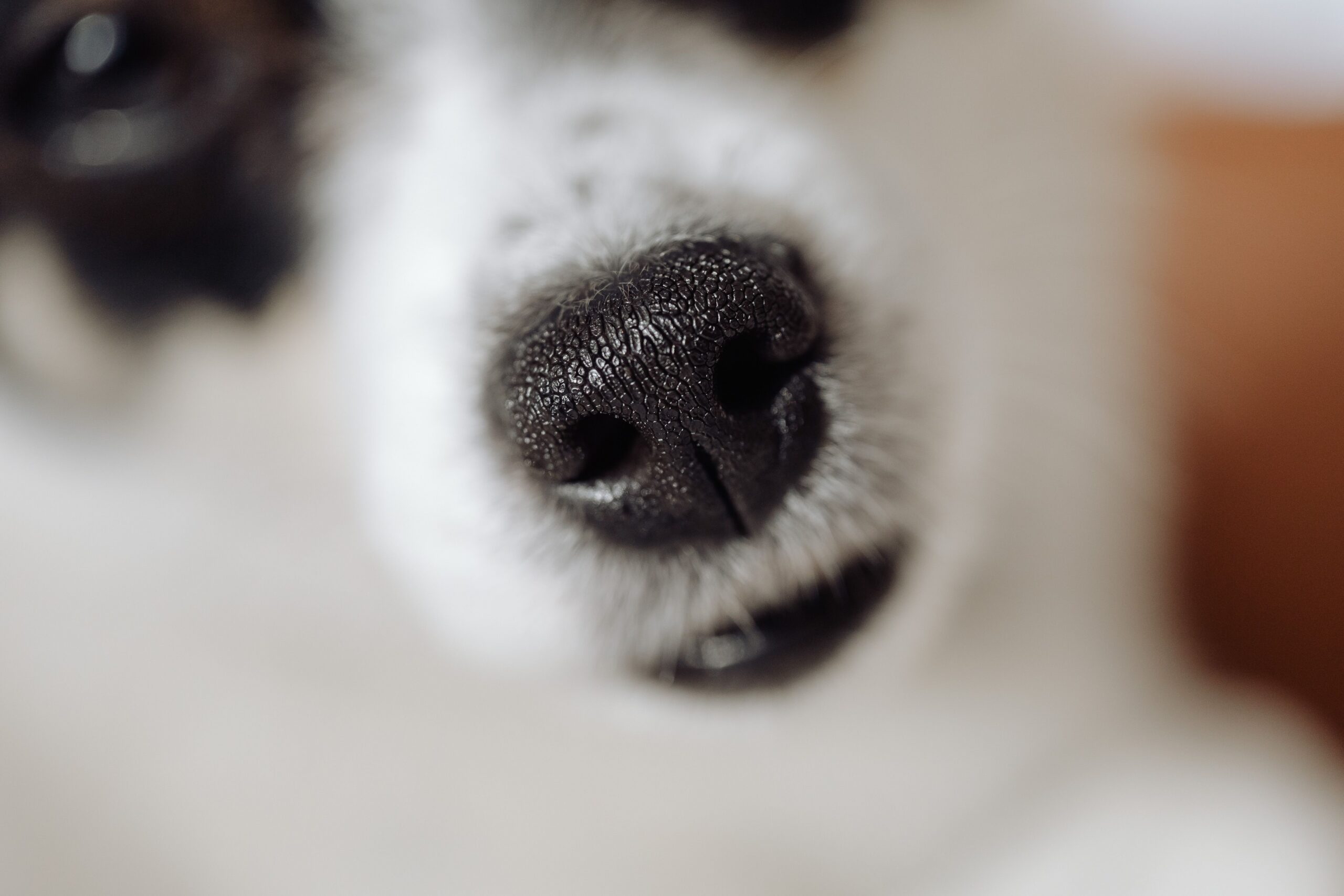 A nose print may be as unique as your fingerprint