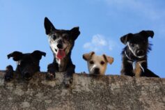 Four dogs looking up at the camera from a high angle