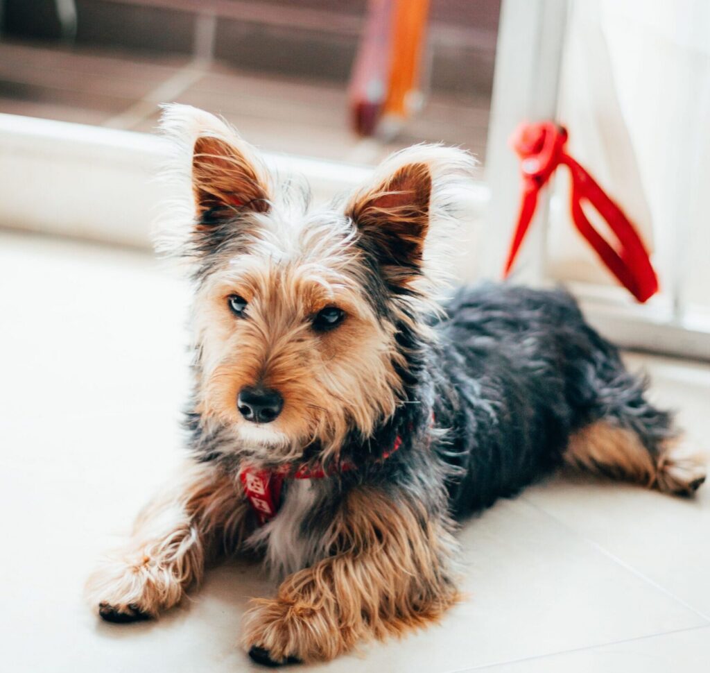A dog sitting on the floor inside a house