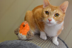 An orange-and-white cat sitting beside a plush toy bird