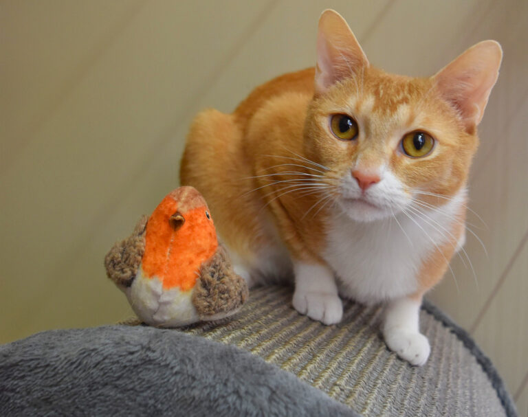An orange-and-white cat sitting beside a plush toy bird