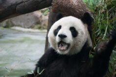 A giant panda with its mouth open, sitting beside a tree and surrounded by bamboo.
