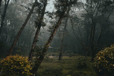 Misty forest with tall trees and lush greenery